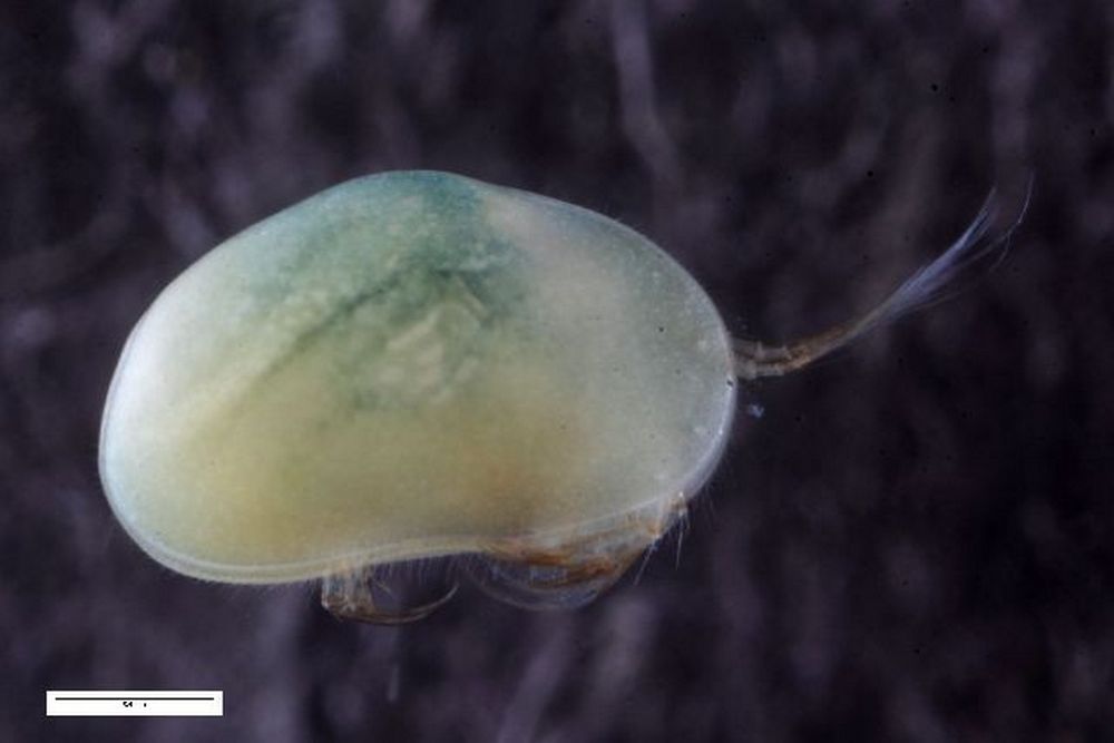 Eucypris_virens-3.jpg