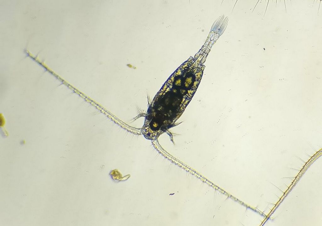 Eudiaptomus_gracilis-10.jpg