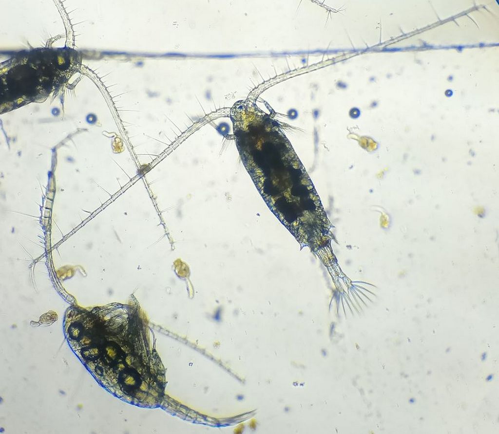 Eudiaptomus_gracilis-11.jpg
