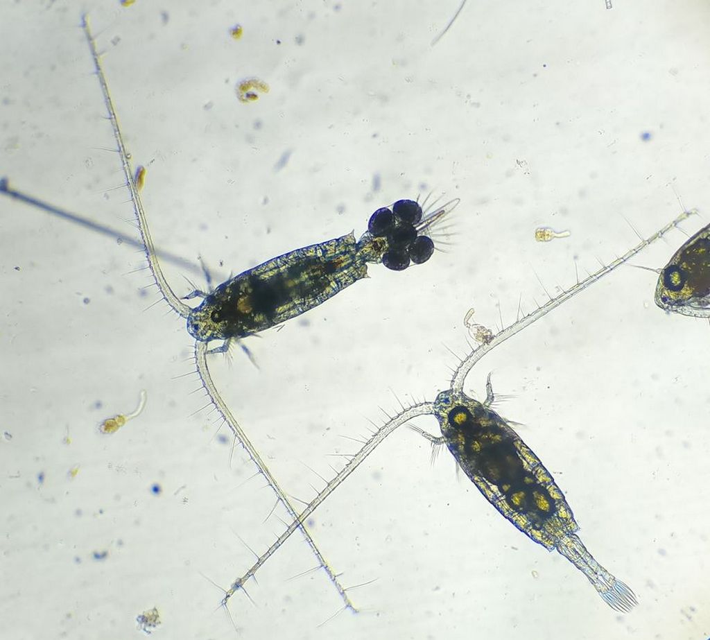 Eudiaptomus_gracilis-12.jpg
