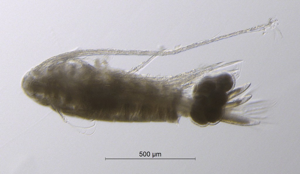 Eudiaptomus_gracilis-20.jpg