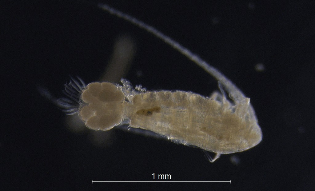 Eudiaptomus_gracilis-21.jpg