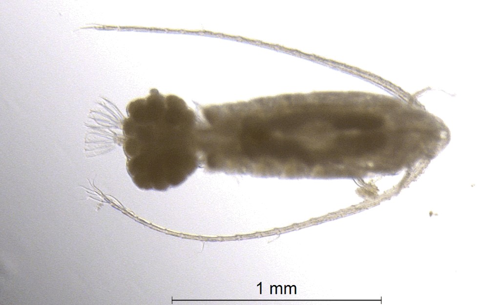 Eudiaptomus_gracilis-23.jpg