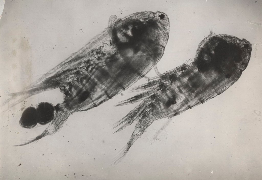 Eudiaptomus_vulgaris__male_and_female.jpg
