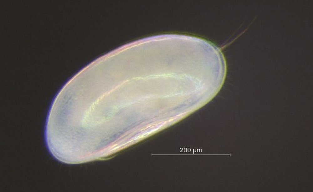 Fabaeformiscandona_brevicornis-00.jpg