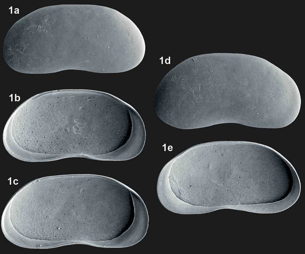 Fabaeformiscandona_brevicornis_R.jpg