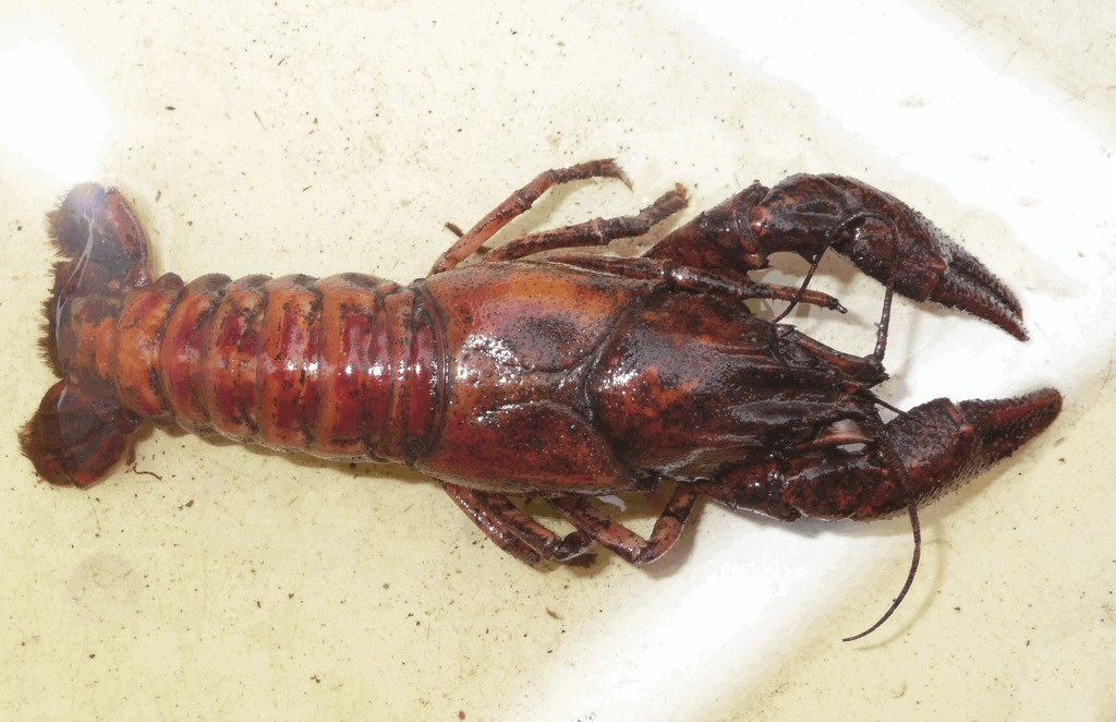Faxonius_limosus-21.jpg