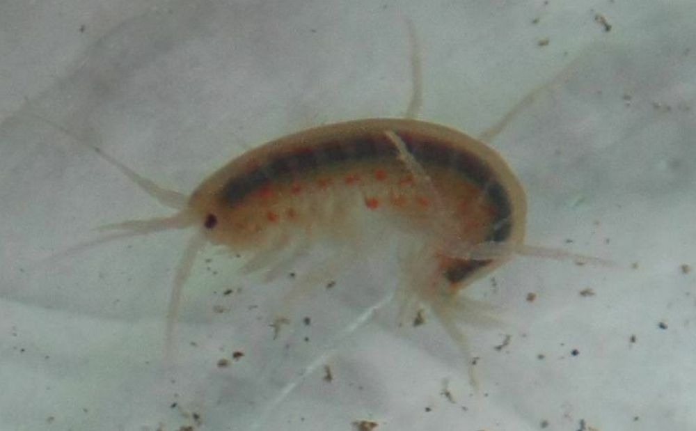 Gammarus_lacustris-20.jpg