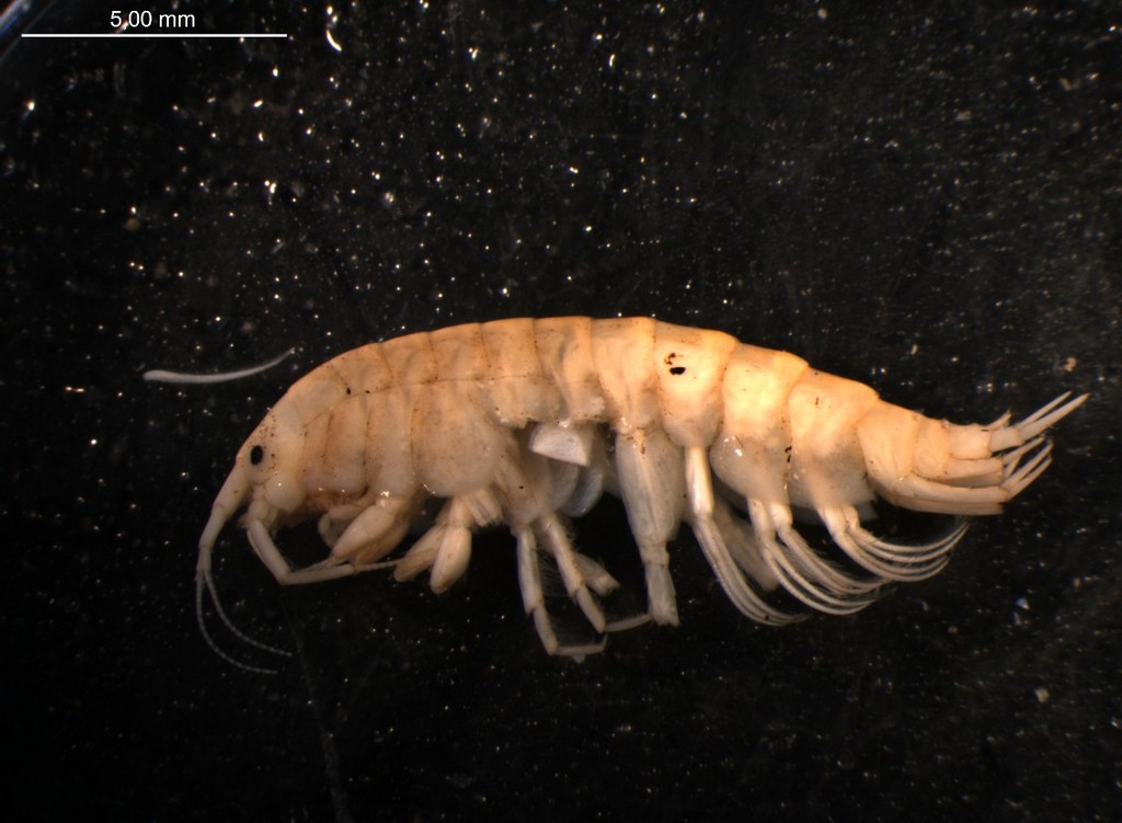 Gammarus_lacustris-22.jpg
