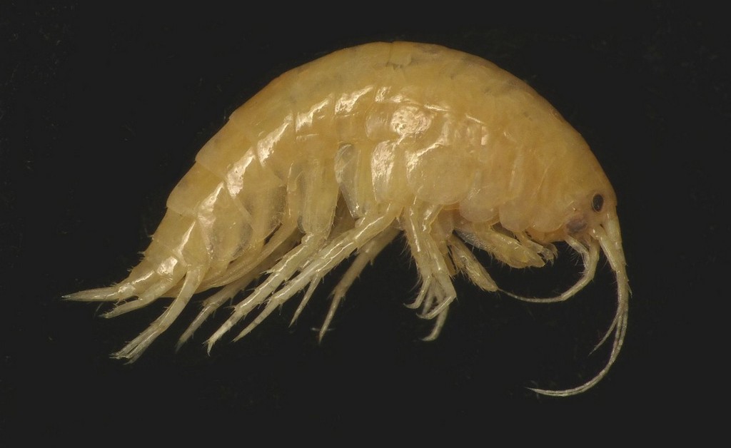 Gammarus_lacustris-23.jpg