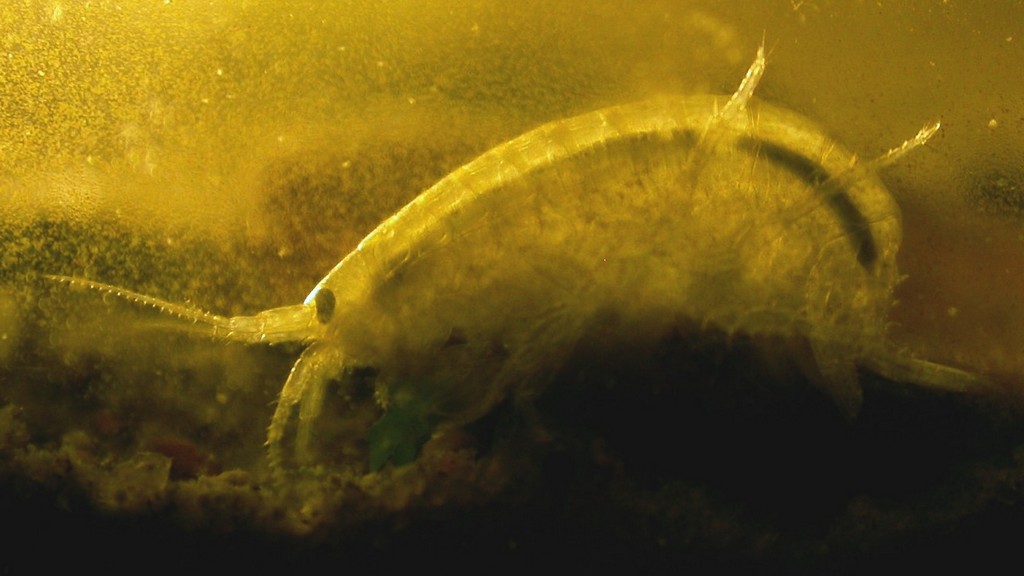 Gammarus_lacustris0.jpg