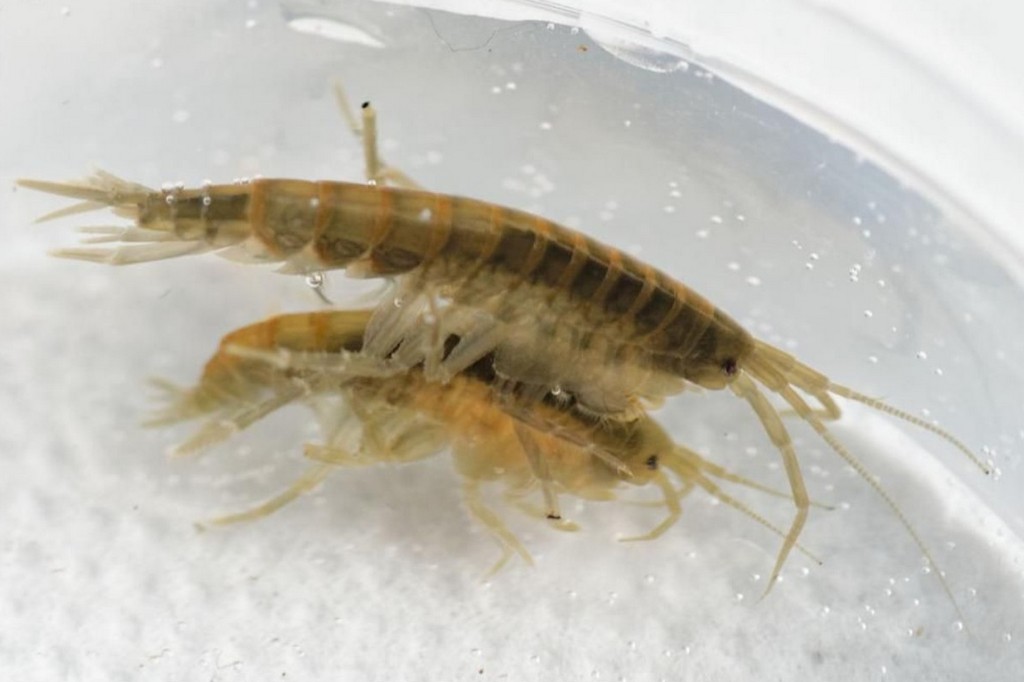 Gammarus_pulex-22.jpg