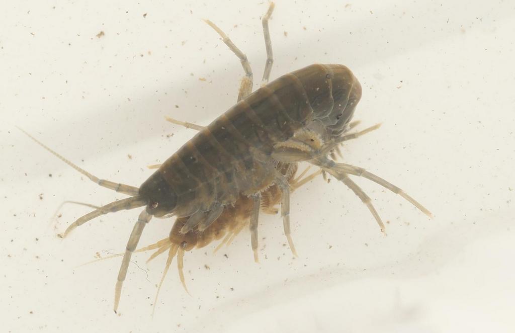 Gammarus_pulex-23.jpeg