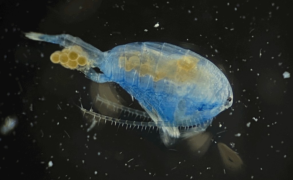 Gigantodiaptomus_amblyodon-1.jpg
