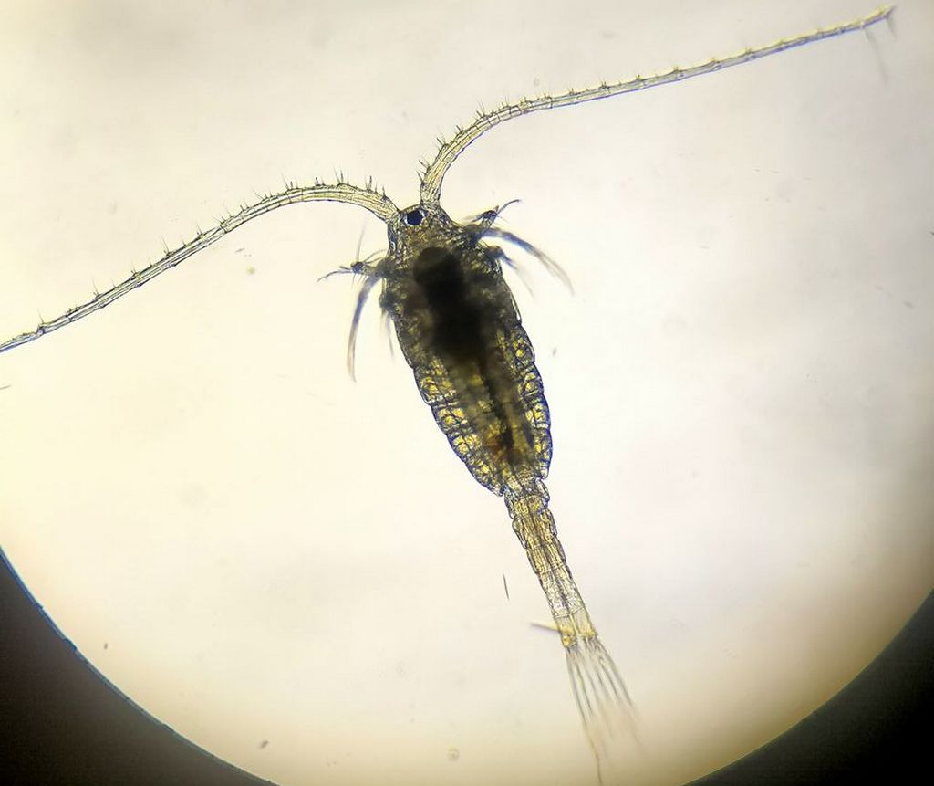Heterocope_appendiculata-10.jpg