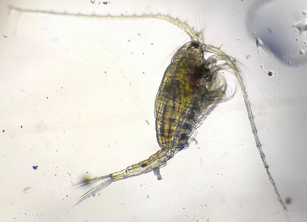 Heterocope_appendiculata-11.jpg