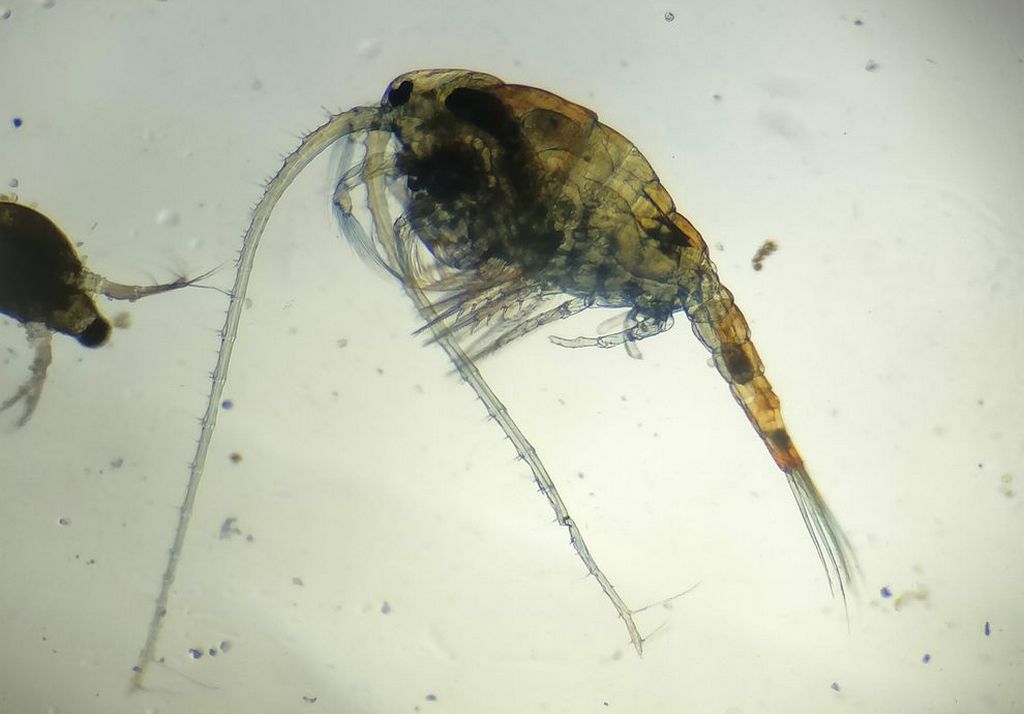 Heterocope_appendiculata-12.jpg