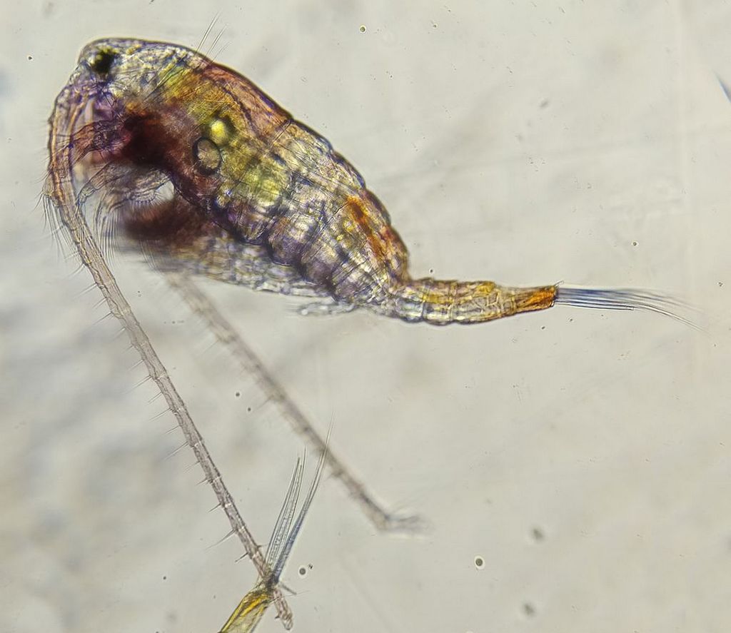 Heterocope_appendiculata-15.jpg