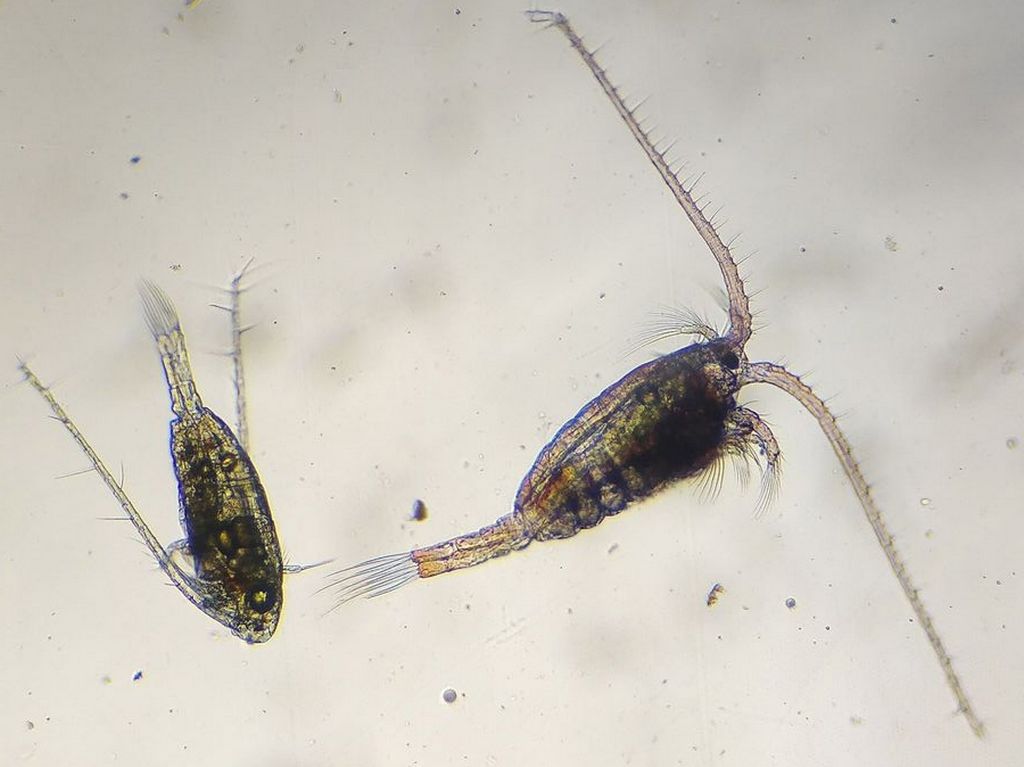 Heterocope_appendiculata-16.jpg