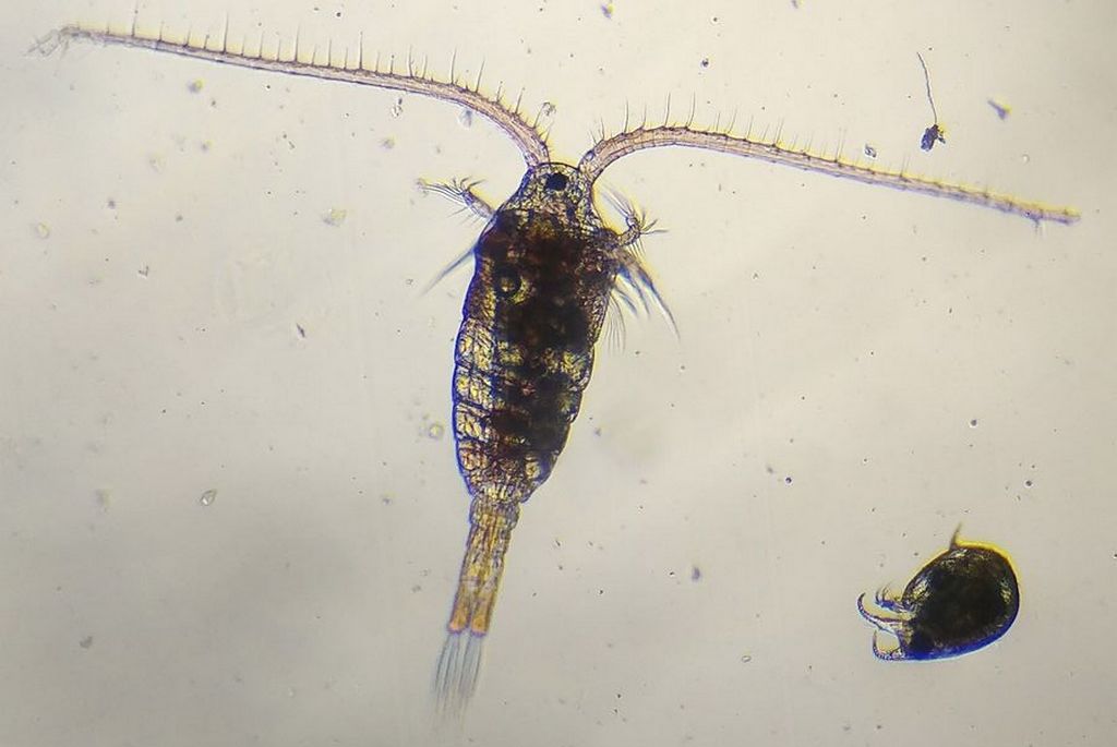 Heterocope_appendiculata-17.jpg