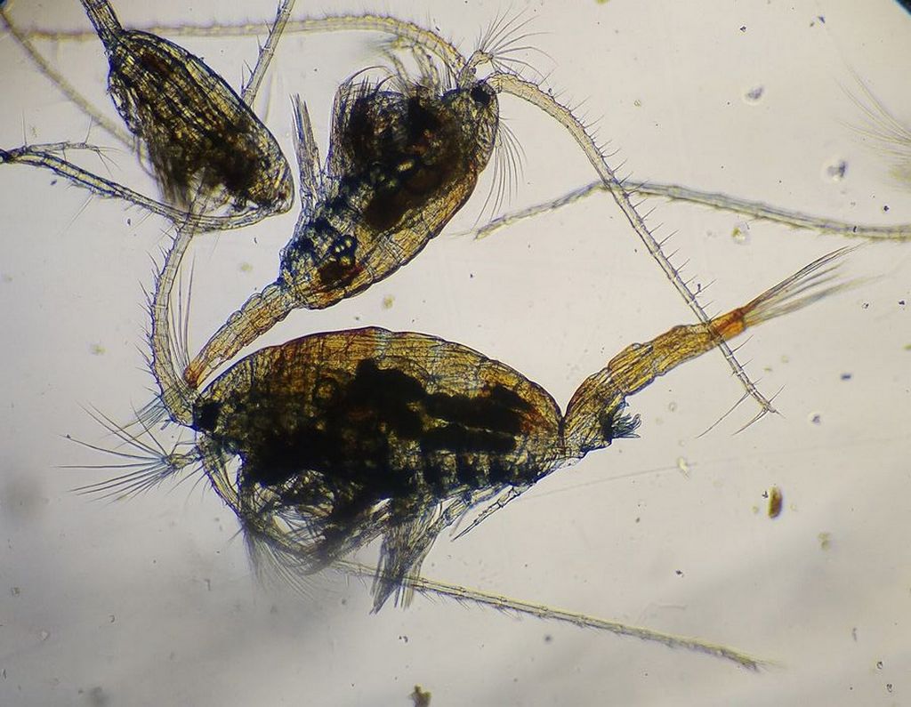 Heterocope_appendiculata-19.jpg