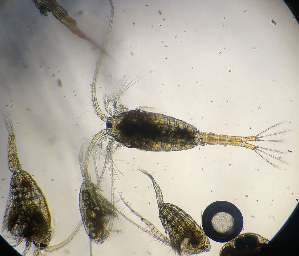 Heterocope_appendiculata-20.jpg