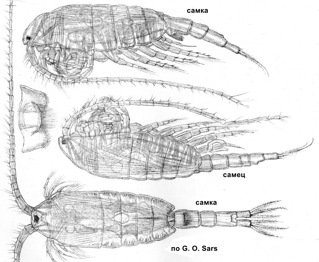 Heterocope_appendiculata-sch.jpg