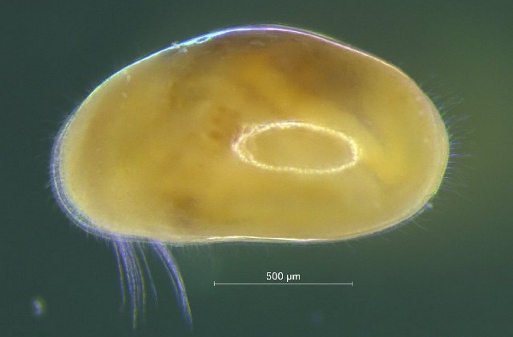 Heterocypris_incongruens-11.jpg