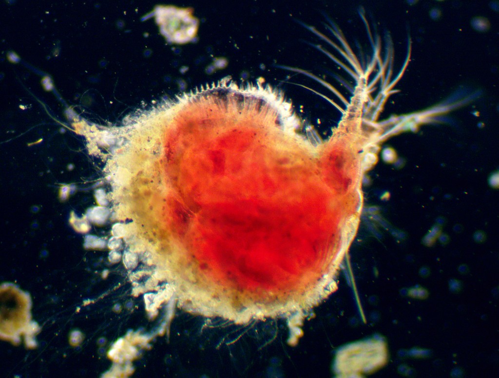 Ilyocryptus_sordidus-5.jpg