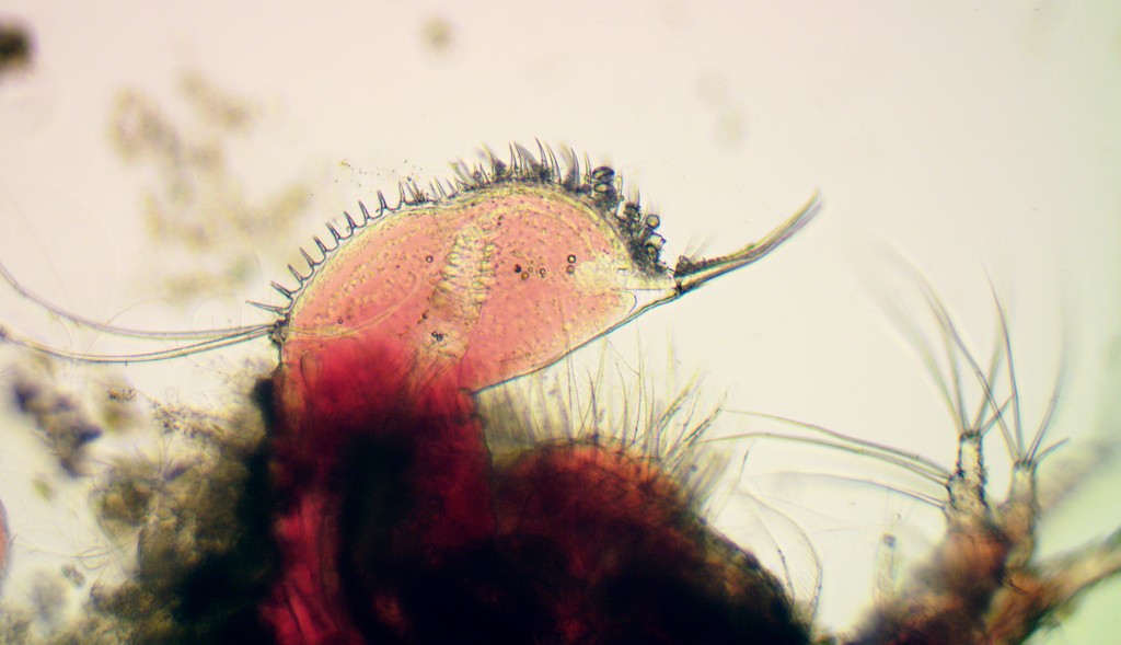 Ilyocryptus_sordidus-6.jpg