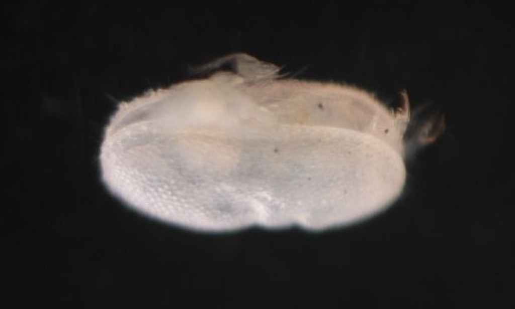Ilyocypris_bradyi-1.jpg