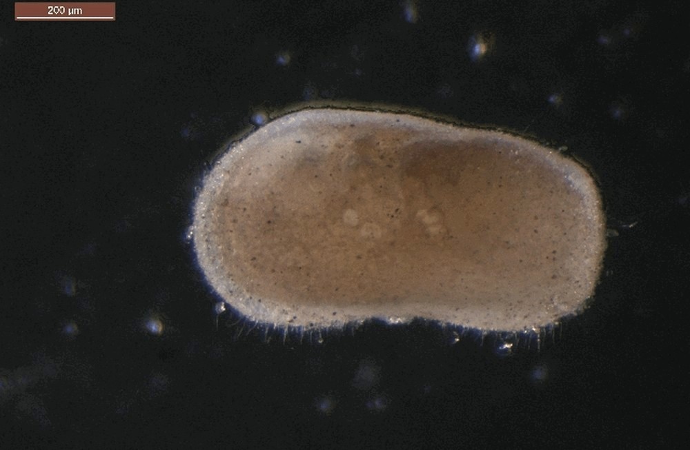 Ilyocypris_bradyi-2.jpg