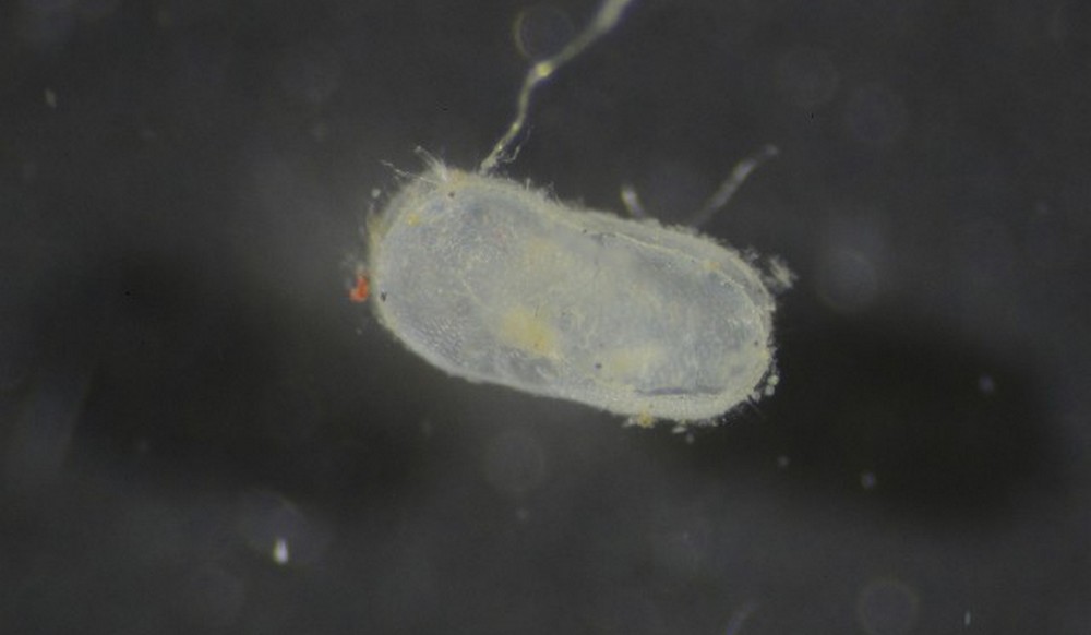 Ilyocypris_bradyi-3.jpg