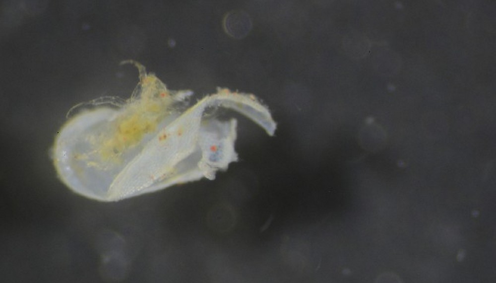 Ilyocypris_bradyi-4.jpg