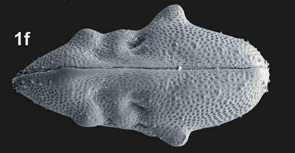 Ilyocypris_decipiens_R1.jpg