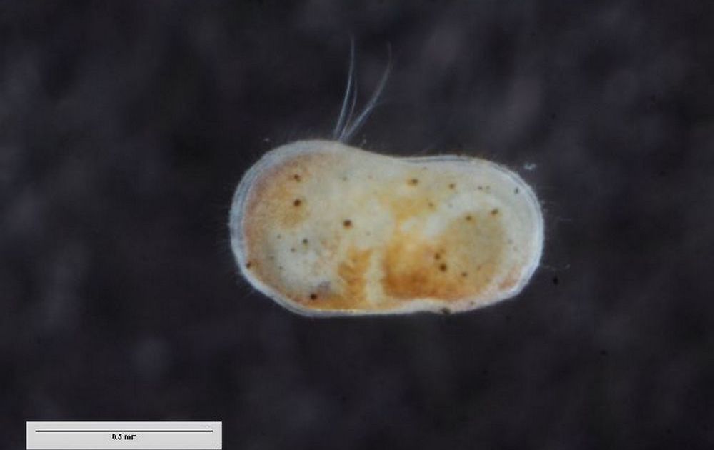 Ilyocypris_gibba-1.jpg