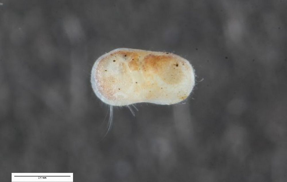 Ilyocypris_gibba-2.jpg
