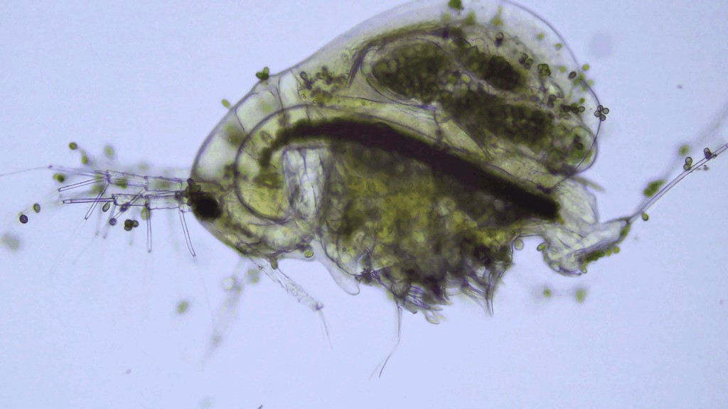 Lathonura_rectirostris-12.jpg