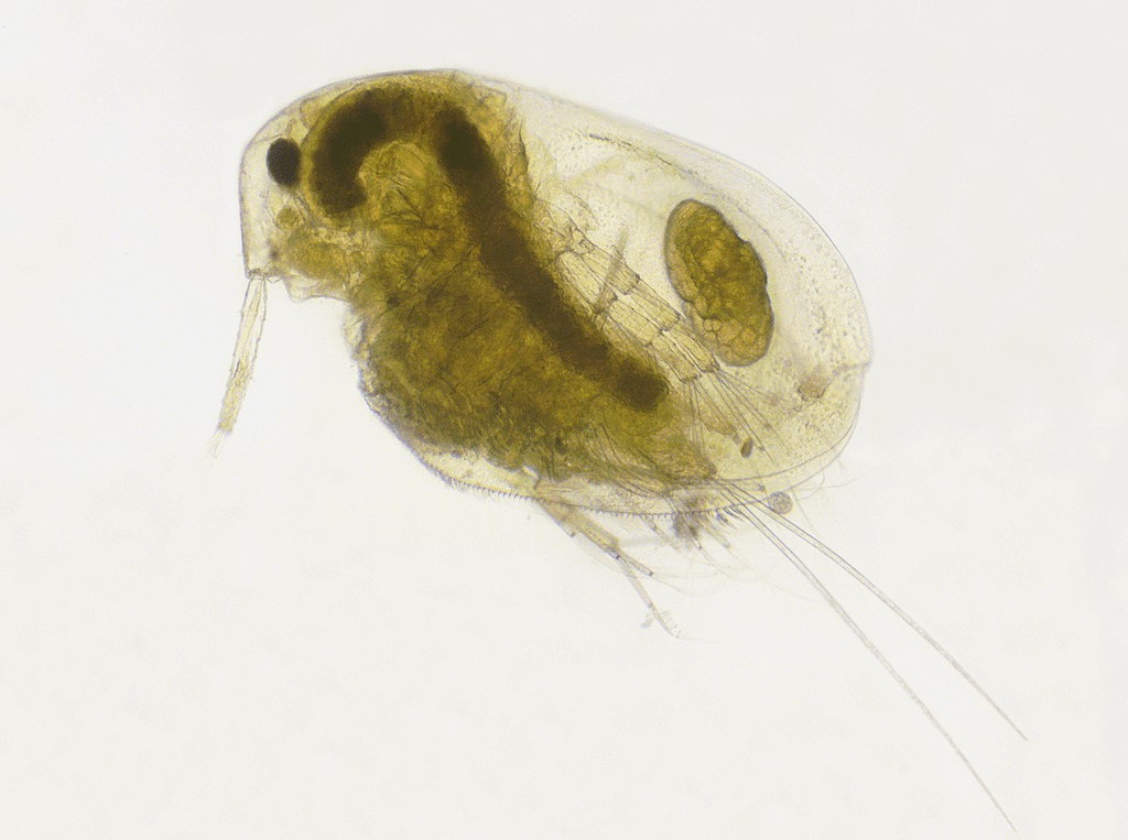 Lathonura_rectirostris-5.jpg
