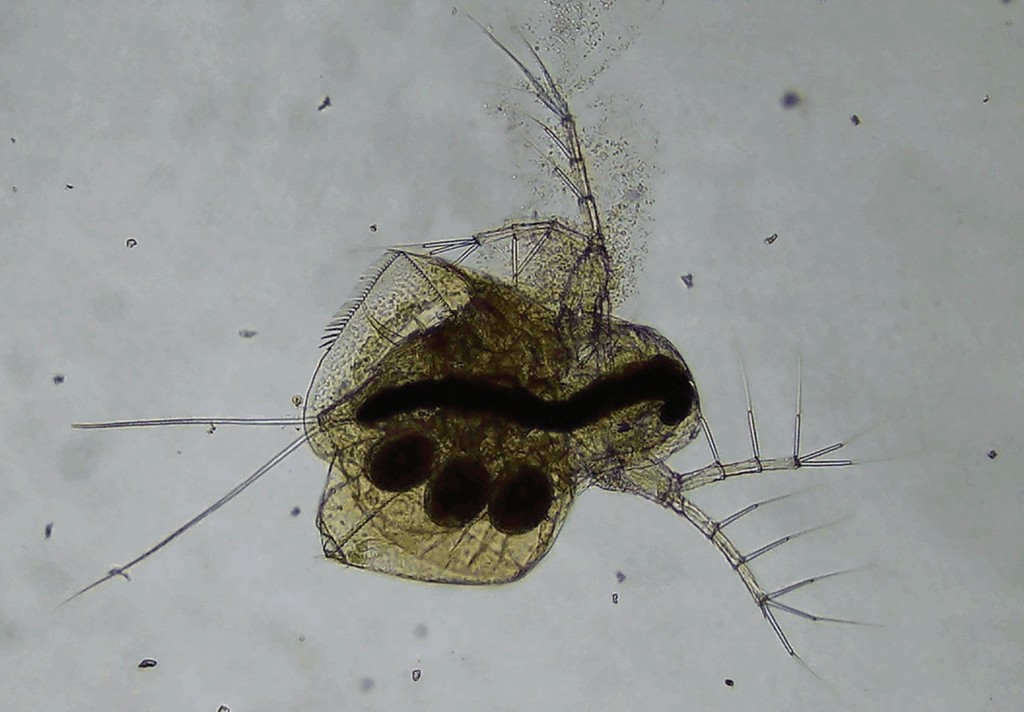 Lathonura_rectirostris-8.jpg