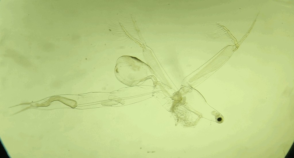 Leptodora_kindtii-14.jpg