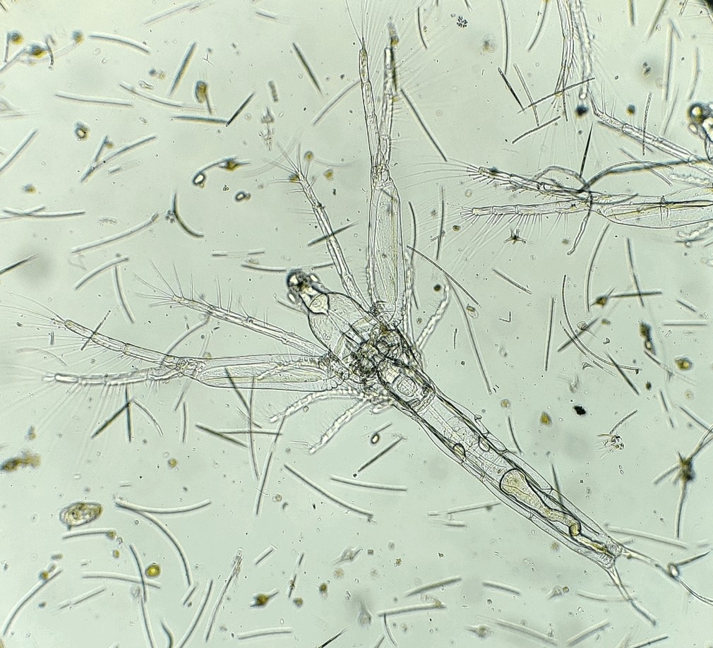 Leptodora_kindtii-16.jpg