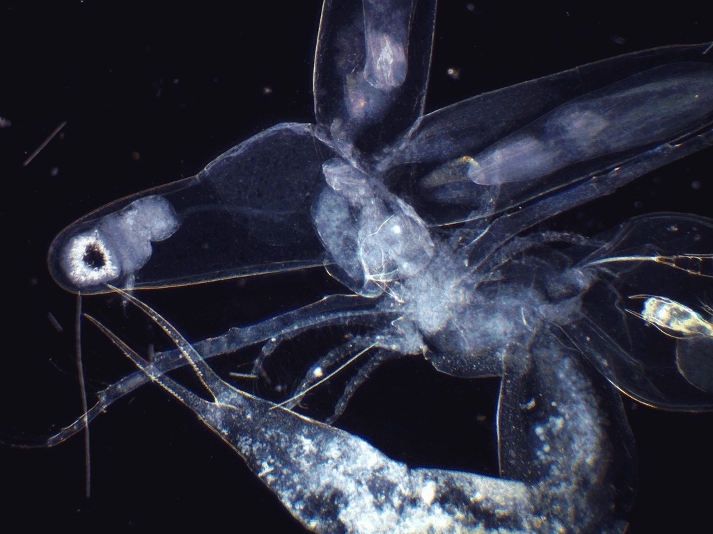 Leptodora_kindtii-18.jpg