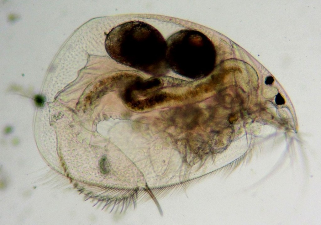 Leydigia_leydigi-10.jpg