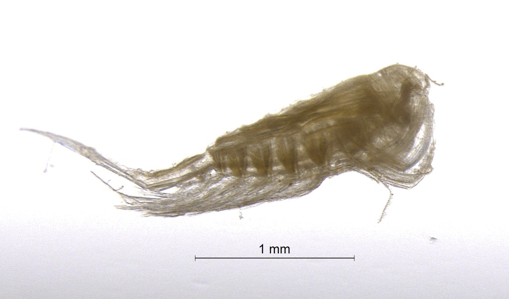 Limnocalanus_macrurus-10.jpg