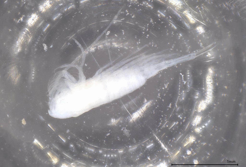 Limnocalanus_macrurus-13.jpg