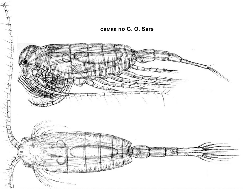 Limnocalanus_macrurus-sch.jpg