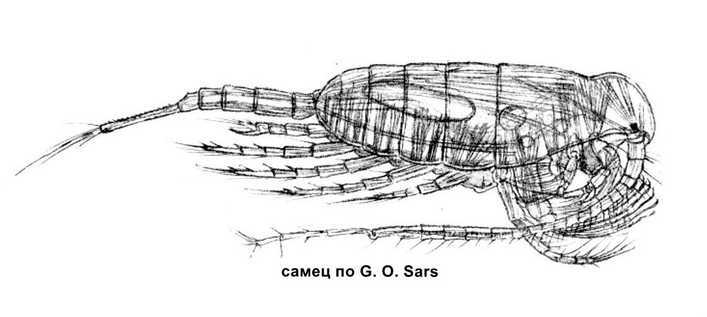 Limnocalanus_macrurus-sch1.jpg