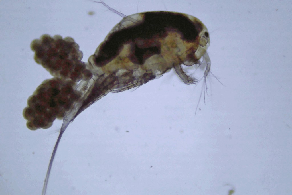Macrocyclops_distinctus-1.jpg