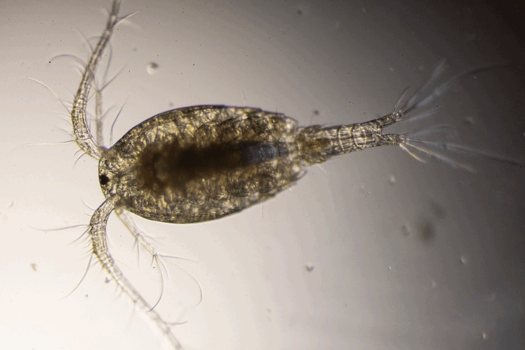 Macrocyclops_fuscus-10.jpg